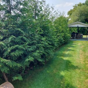 12 Green Giant Arborvitae - 2672050