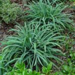 Carex Laxiculmis