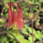 Columbine