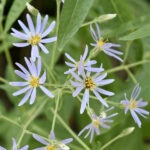 Aster Cordifolius