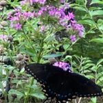 Garden Phlox