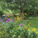 New York Ironweed & Three-lobed Cornflower