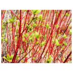 Redtwig Dogwood