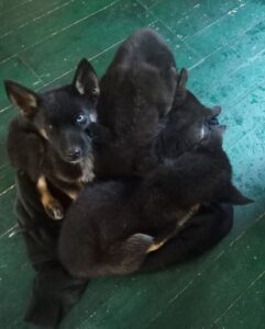 Black Shepsky Puppies 2693530a