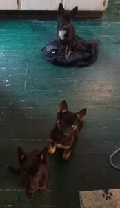 Black Shepsky Puppies 2693530b