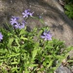 Phlox Longiflora